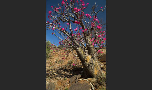 Wüstenrose (Adenium obesum)