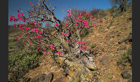 Wüstenrose (Adenium obesum)