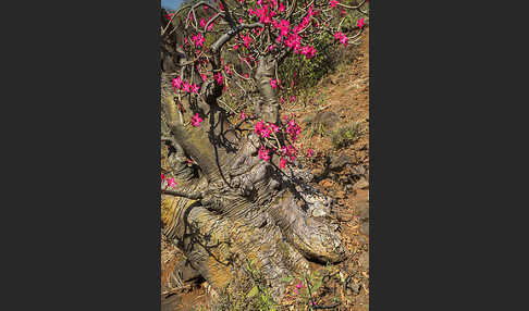 Wüstenrose (Adenium obesum)