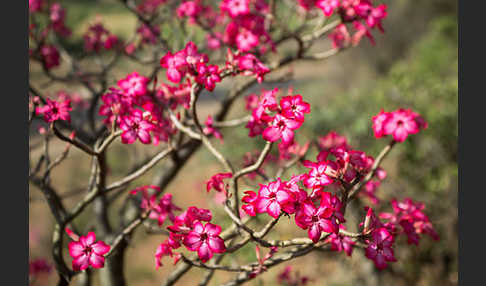 Wüstenrose (Adenium obesum)