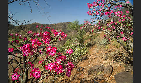 Wüstenrose (Adenium obesum)