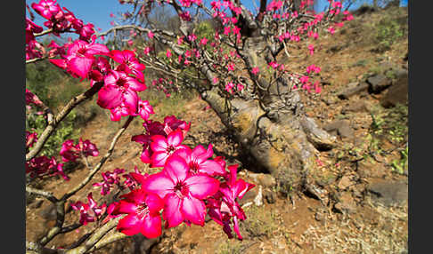 Wüstenrose (Adenium obesum)