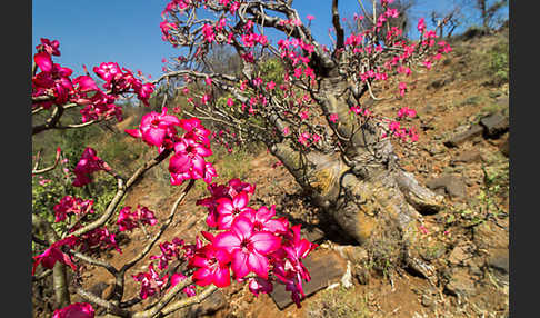 Wüstenrose (Adenium obesum)