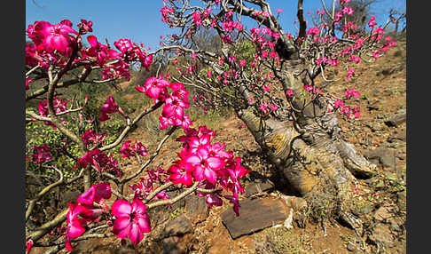 Wüstenrose (Adenium obesum)