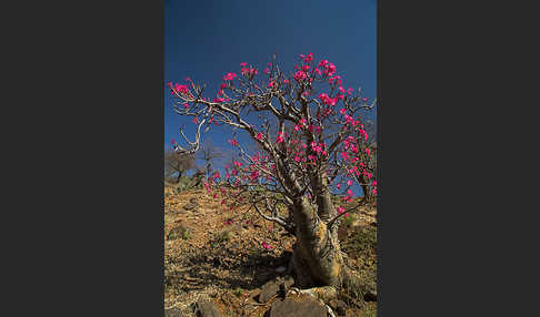 Wüstenrose (Adenium obesum)