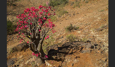 Wüstenrose (Adenium obesum)