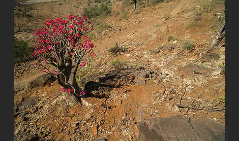 Wüstenrose (Adenium obesum)