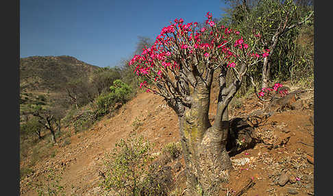 Wüstenrose (Adenium obesum)