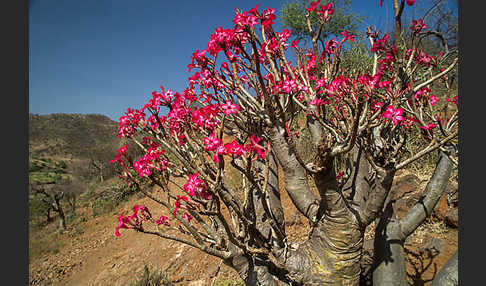 Wüstenrose (Adenium obesum)