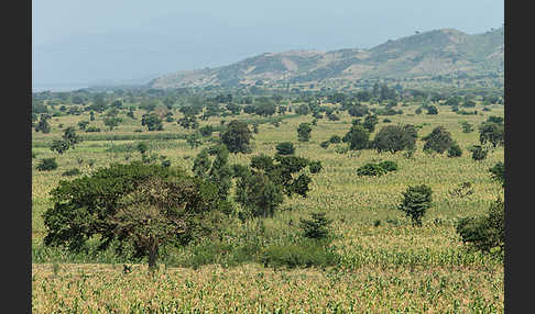 Aethiopien (Ethiopia)