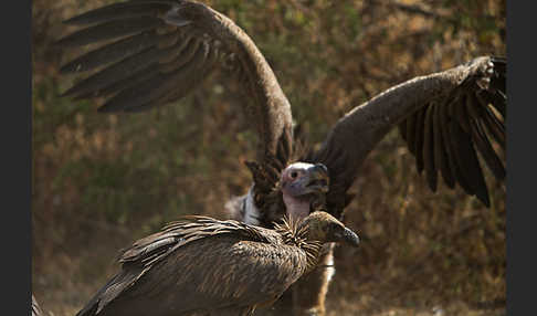 Ohrengeier (Aegypius tracheliotus)