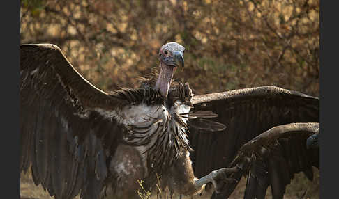 Ohrengeier (Aegypius tracheliotus)