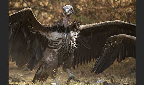 Ohrengeier (Aegypius tracheliotus)