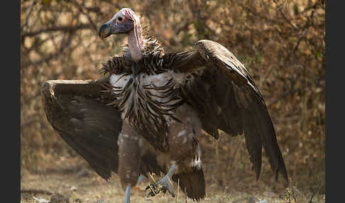 Ohrengeier (Aegypius tracheliotus)