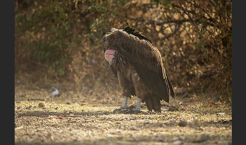 Ohrengeier (Aegypius tracheliotus)