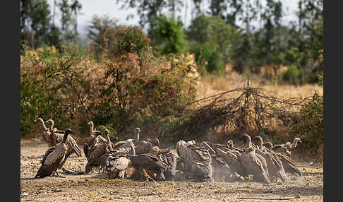 Weißrückengeier (Gyps africanus)