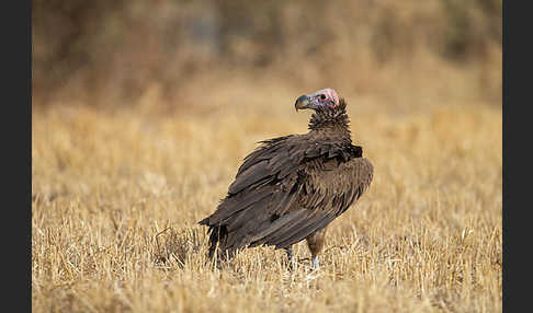 Ohrengeier (Aegypius tracheliotus)