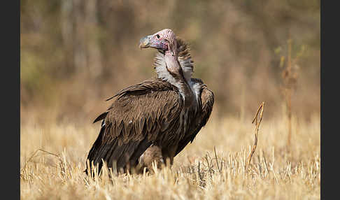 Ohrengeier (Aegypius tracheliotus)