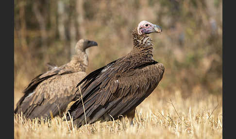 Ohrengeier (Aegypius tracheliotus)