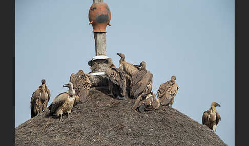 Weißrückengeier (Gyps africanus)