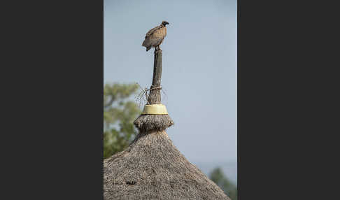 Weißrückengeier (Gyps africanus)