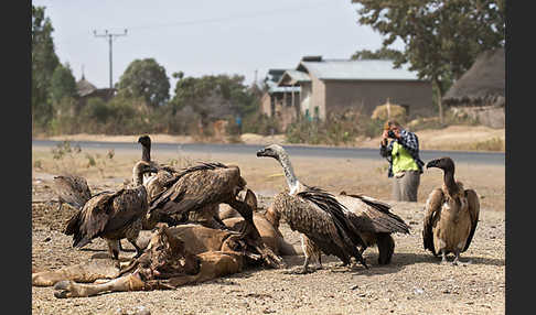 Weißrückengeier (Gyps africanus)