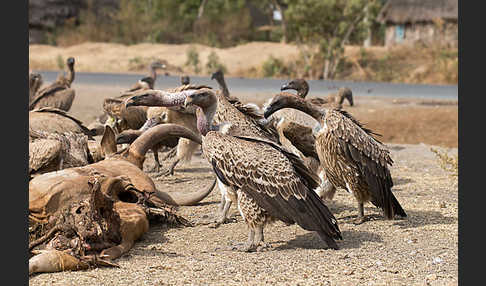 Weißrückengeier (Gyps africanus)