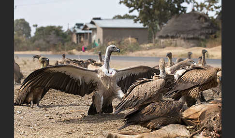 Weißrückengeier (Gyps africanus)