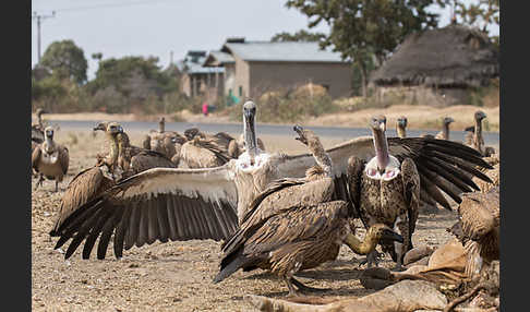 Weißrückengeier (Gyps africanus)