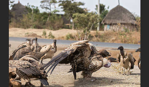 Weißrückengeier (Gyps africanus)