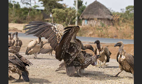 Weißrückengeier (Gyps africanus)