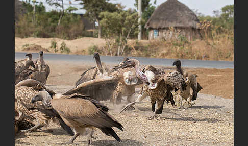 Weißrückengeier (Gyps africanus)