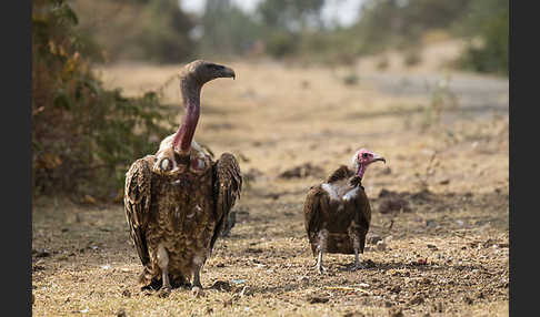 Kappengeier (Necrosyrtes monachus)