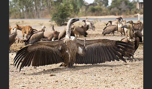 Weißrückengeier (Gyps africanus)