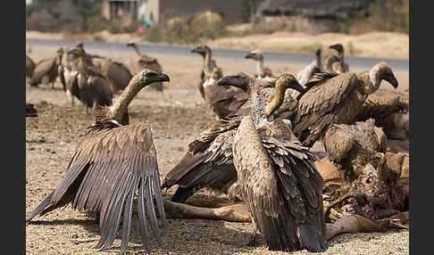 Weißrückengeier (Gyps africanus)