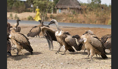 Weißrückengeier (Gyps africanus)