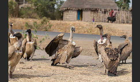 Weißrückengeier (Gyps africanus)