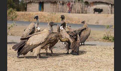 Weißrückengeier (Gyps africanus)