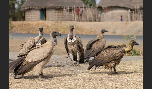 Weißrückengeier (Gyps africanus)