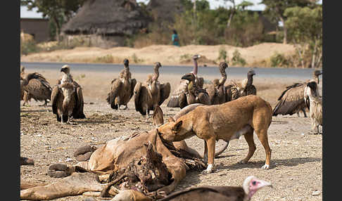 Haushund (Canis lupus familiaris)