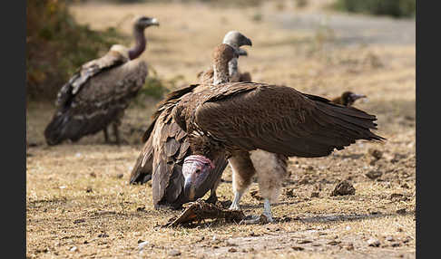 Ohrengeier (Aegypius tracheliotus)