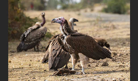 Ohrengeier (Aegypius tracheliotus)