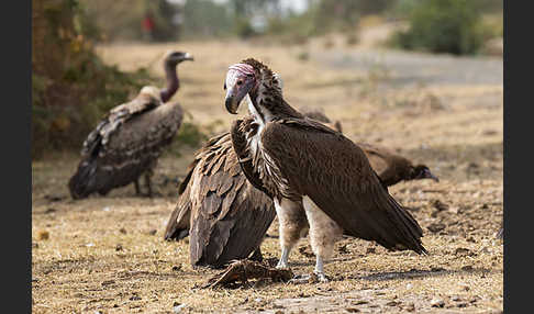 Ohrengeier (Aegypius tracheliotus)