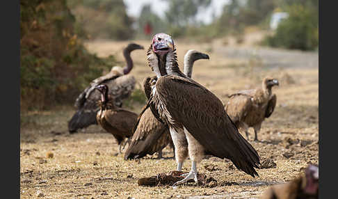 Ohrengeier (Aegypius tracheliotus)