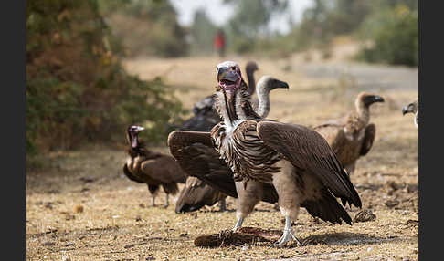 Ohrengeier (Aegypius tracheliotus)