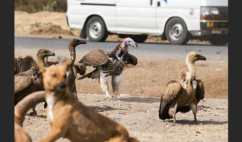 Haushund (Canis lupus familiaris)