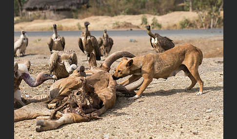 Haushund (Canis lupus familiaris)