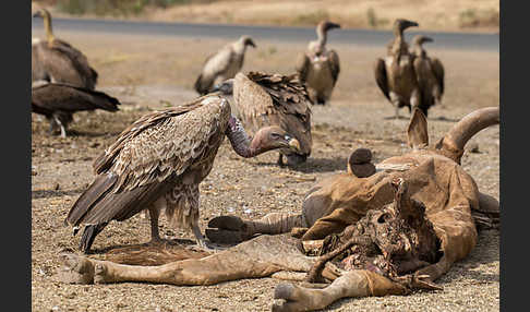 Weißrückengeier (Gyps africanus)