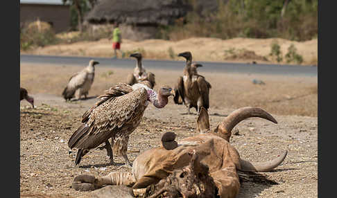 Weißrückengeier (Gyps africanus)