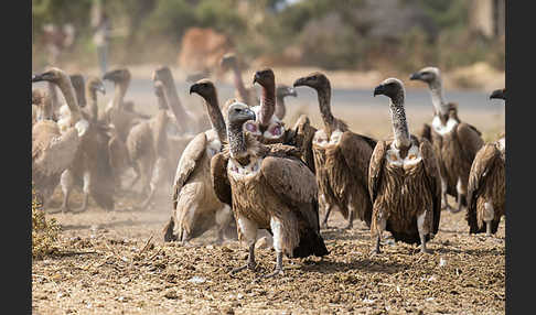 Weißrückengeier (Gyps africanus)